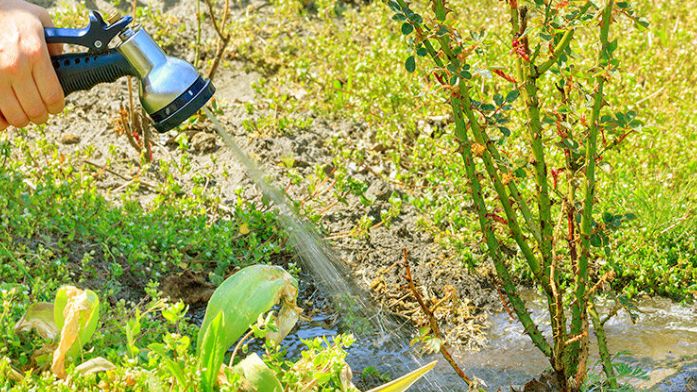 Уход за розами осенью: полив, рыхление и обрезка для крепкого цветения