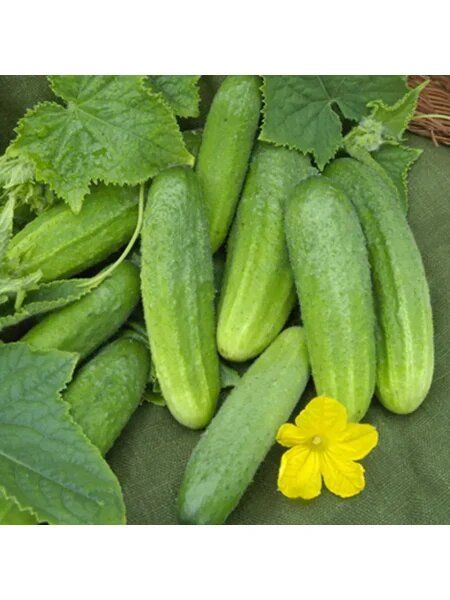 Огурец Лотос: отличный выбор для летних заготовок