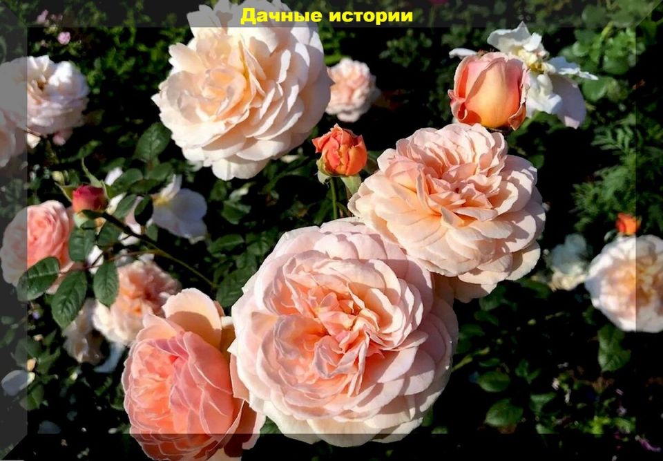 Секреты ухода и выбор лучших сортов для вашего сада